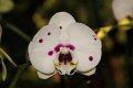 Phalaenopsis   066